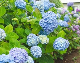 All Summer Beauty Hydrangea - Live Plant - (1 QT)