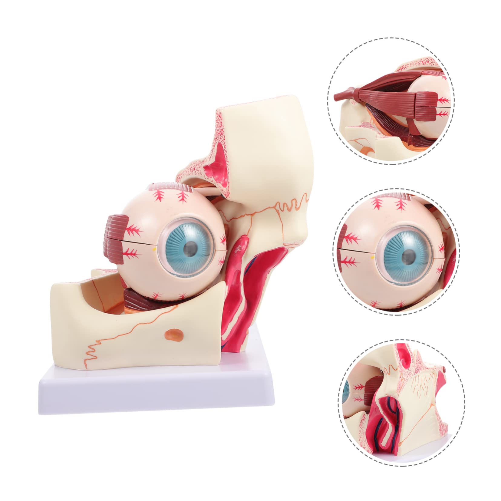 Cabilock Modello Ingrandito Occhio Dettagliato e Didattico per Studio Della Fisiologia e Anatomia Oculare Struttura per Professionisti e Studenti