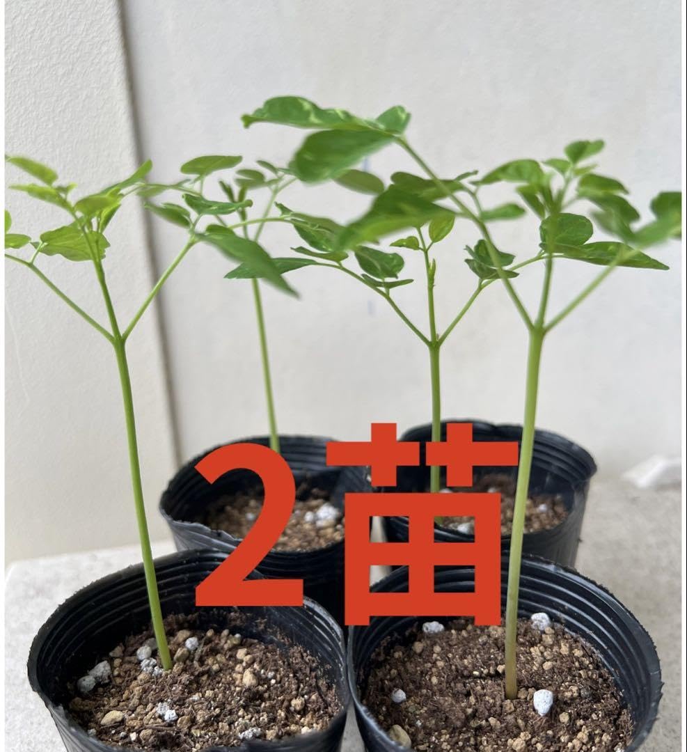 Amazon.co.jp: モリンガ 苗 : DIY・工具・ガーデン