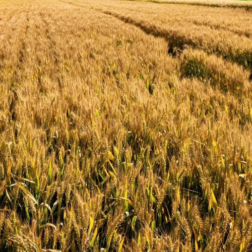 semillas de trigo comprar de invierno, verdes de resistentes, resistentes para jardín 300pcs