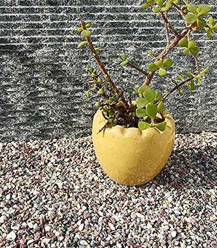 Image of Decorative Stones Marble Chips Pebble Stones for Aquarium Home Garden Indoor & Outdoor Decoration (Multicolor, 4900gm)