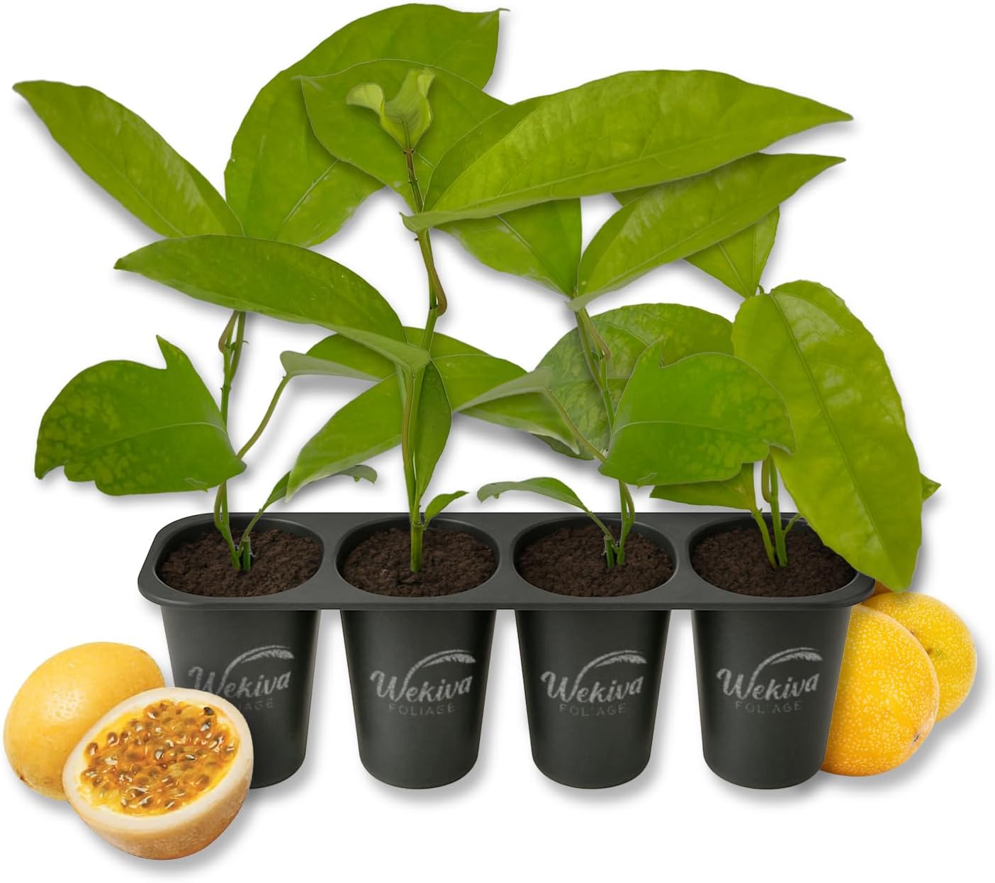 Giant Granadilla Passion Fruit Plant - 4 Live Starter Plants - Passiflora Quadrangularis - Edible Fruit Bearing Vine for The Patio and Garden