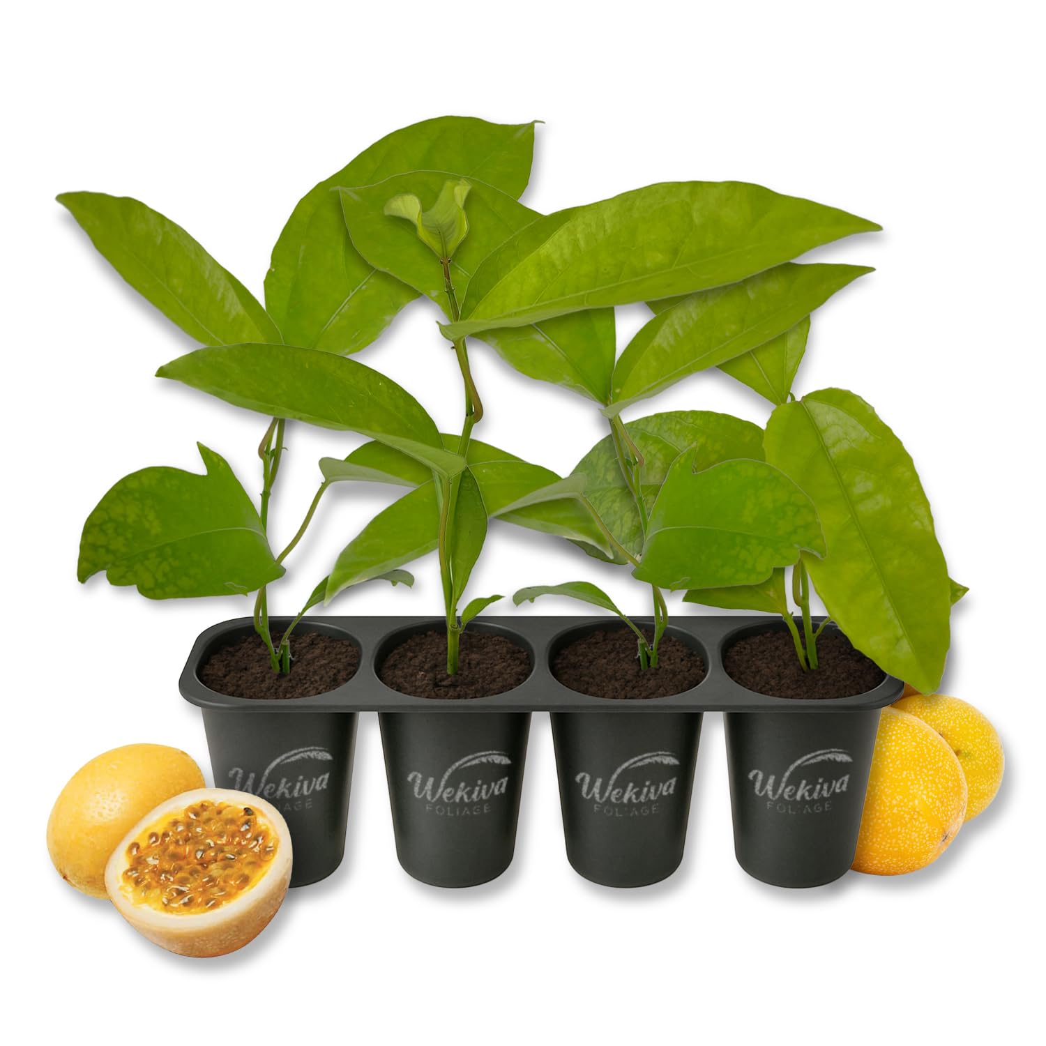 Giant Granadilla Passion Fruit Plant