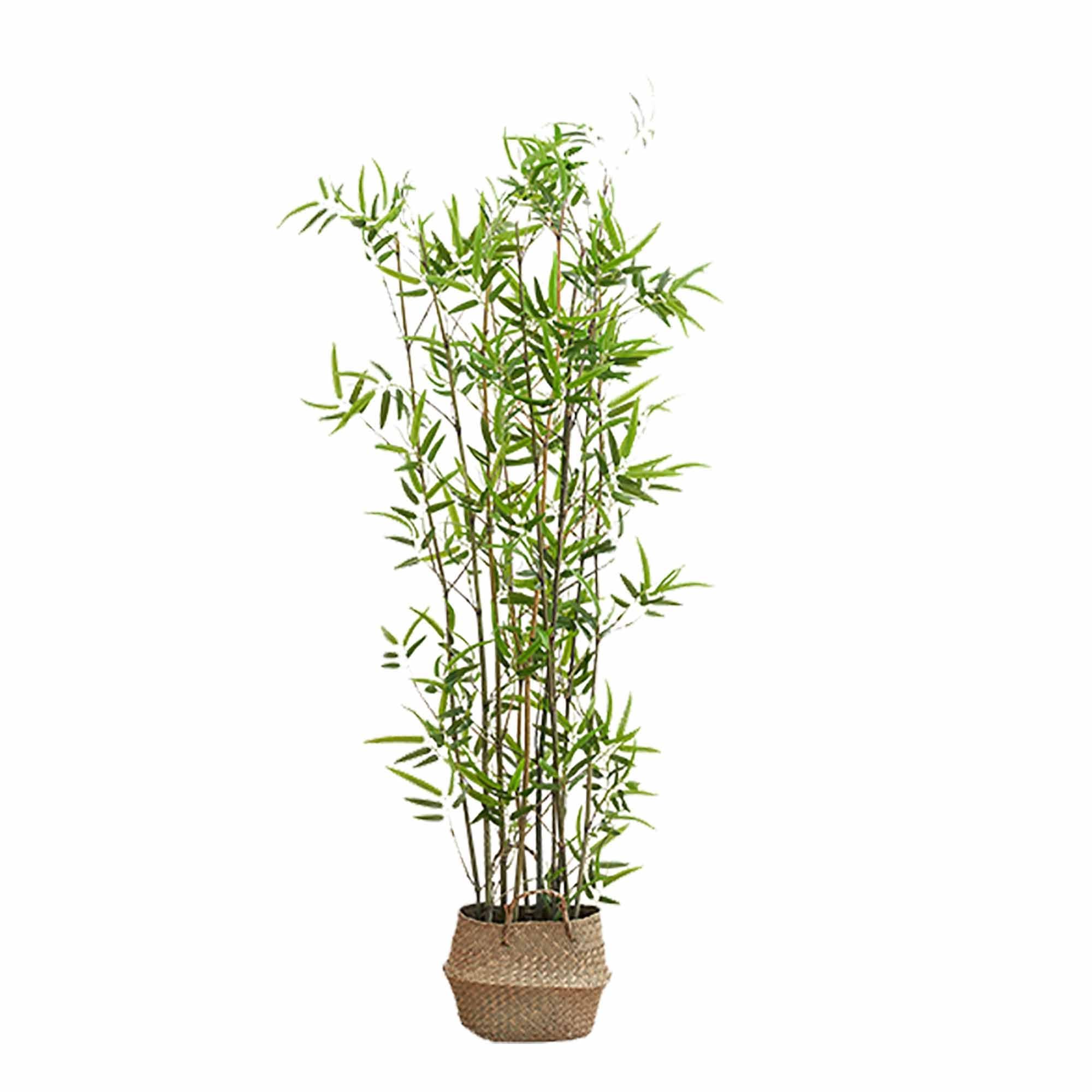 Bambou plante exterieur haut de gamme avec feuilles et pot stable