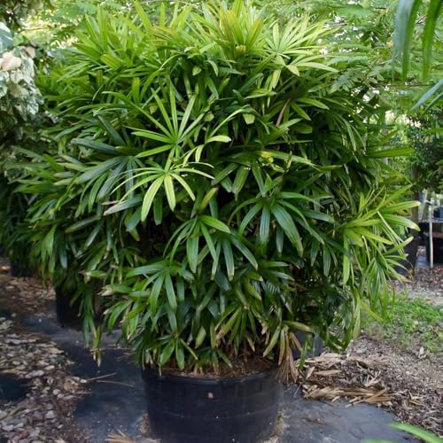 Genérico, Muda de Rafia 50 a 80cm AMK - Plantas Online