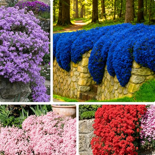 Mixrug Colorful Creeping Thyme Seeds