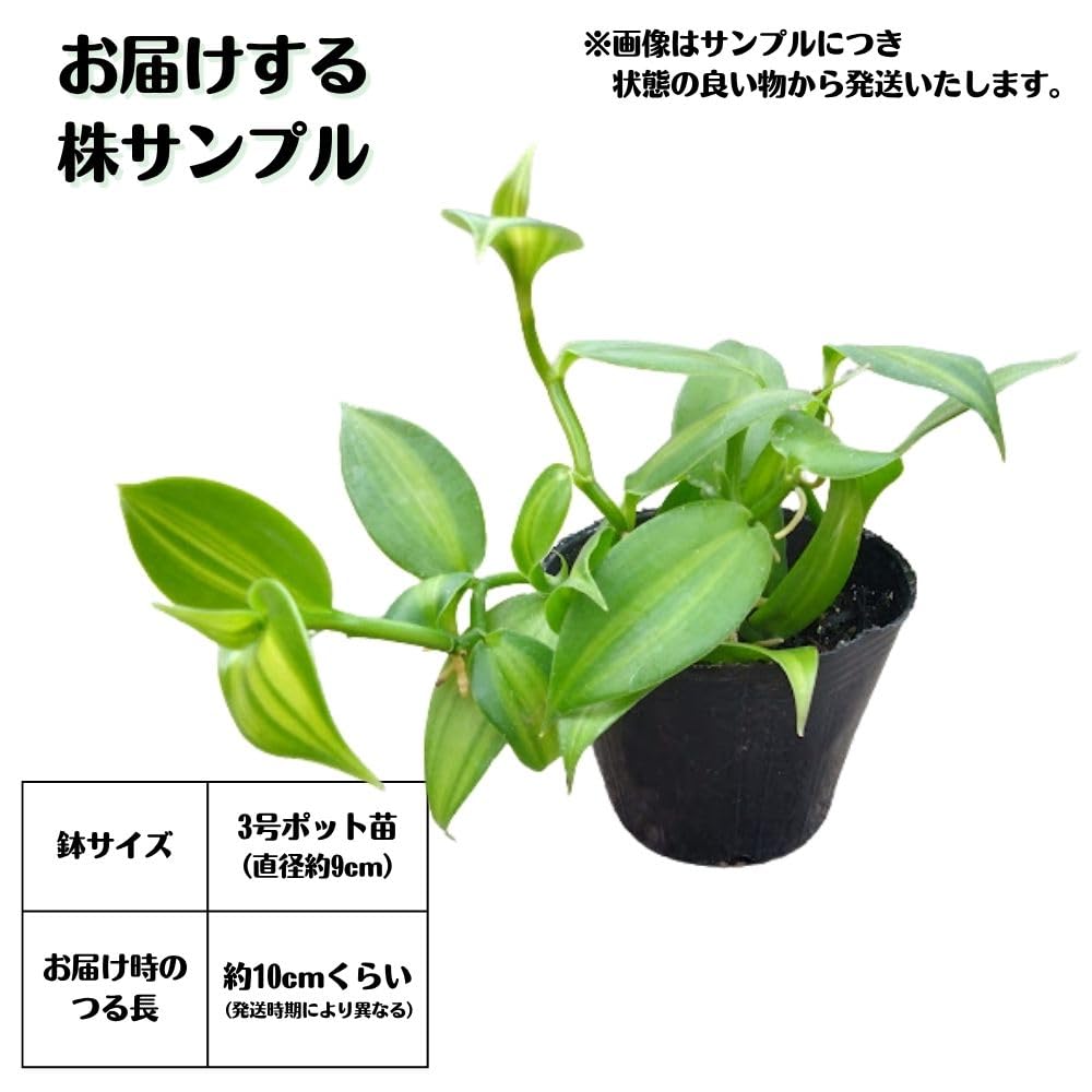 バニラ　観葉植物 3鉢セット Amazon.co.jp: バニラの木 3号ポット苗 バニラビーンズ vanilla (3号