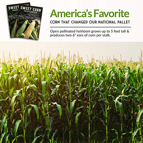 Golden Bantam Sweet Corn Seed For Planting - 2 Packs With Instructions For Growing - Grow Yellow Corn Outdoors In The Vegetable Garden - Untreated Non-Gmo Heirloom Sweetcorn - Survival Garden Seeds #TOP5