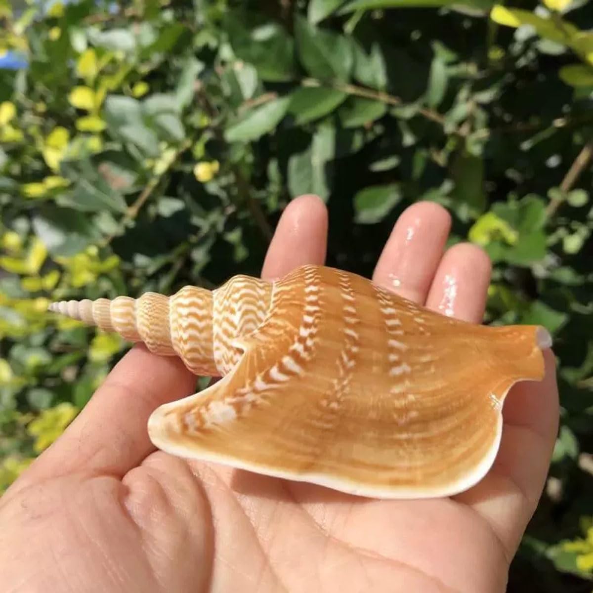 Large Natural Conch Shell,Ocean Conch, Shells Natural Conch for Fish Tank Ornament DIY Craft Collector Wedding Beach Theme Party Decor Birthday Present(8~10cm)