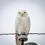 Review Image by charles smith charles smith