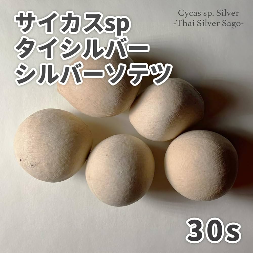 サイカスsp. タイシルバー サイカス・タイシルバー（Cycas sp. 'Thai Silver'）│メイツリー