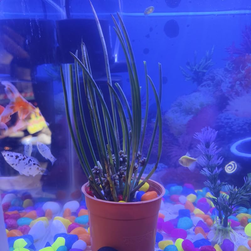 Chirchira Pond Plant – Perfect Live Plant for Aquatic Spaces – Pack of 1-picture-44