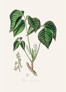 ArtDirect Poison Ivy (rhus Toxicodendron) Medical Botany Unframed Art Print Giclee Poster by John Stephenson and James Morss Churchill - Custom Sizes 7x10, 10x14, 14x20, 24x34, 34x48, and 43x60 Inches