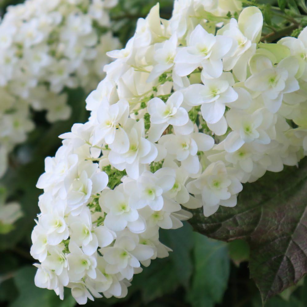 Hydrangea Quercifolia 'Snow Queen' – Beautiful Oakleaf Hydrangea with Large White Flower Heads and Vibrant Red Autumn Foliage – Ideal for Garden Borders – 2X 3.6L Pots by Thompson and Morgan