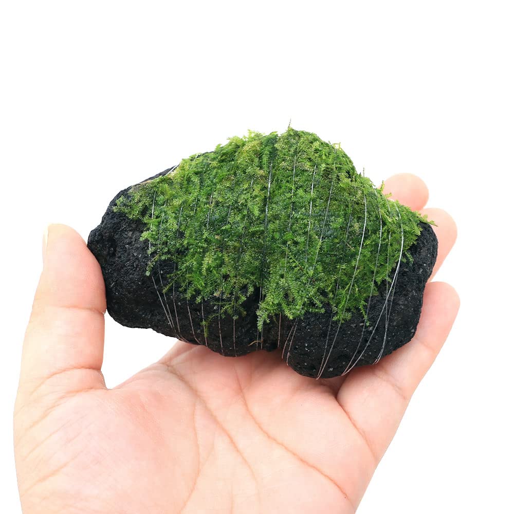 ウィローモス活着溶岩石1個　即購入不可 アクアリウム 溶岩石 薄型 プレート 多孔質 ウィローモス