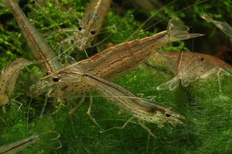 Aqua Breeding Skill Garnelen Aquarium – Caridina Japonica Amano Zwerggarnelen, 10 Stück im Set – Der Algenfresser im Aquarium, ideal für Garnelen Komplettset