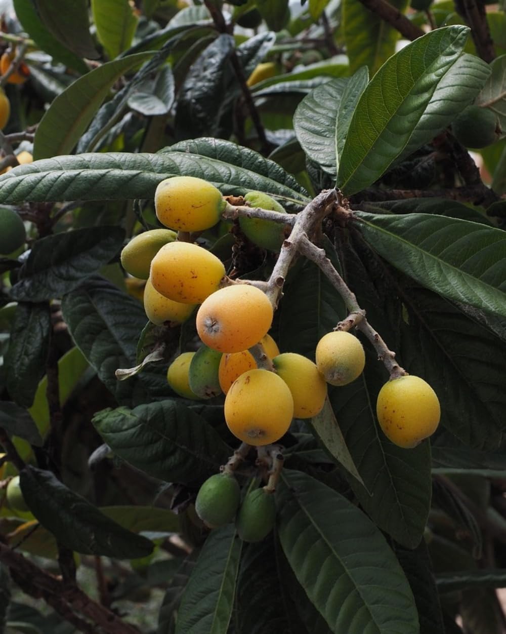 Planta Frutal Nispero Tanaka, 80-100 cm. Eriobotrya japonica. Árbol perenne con fruto dulce y jugoso, de piel anaranjada y pulpa firme, rico en fibra y vitamina A. Segura Garden.