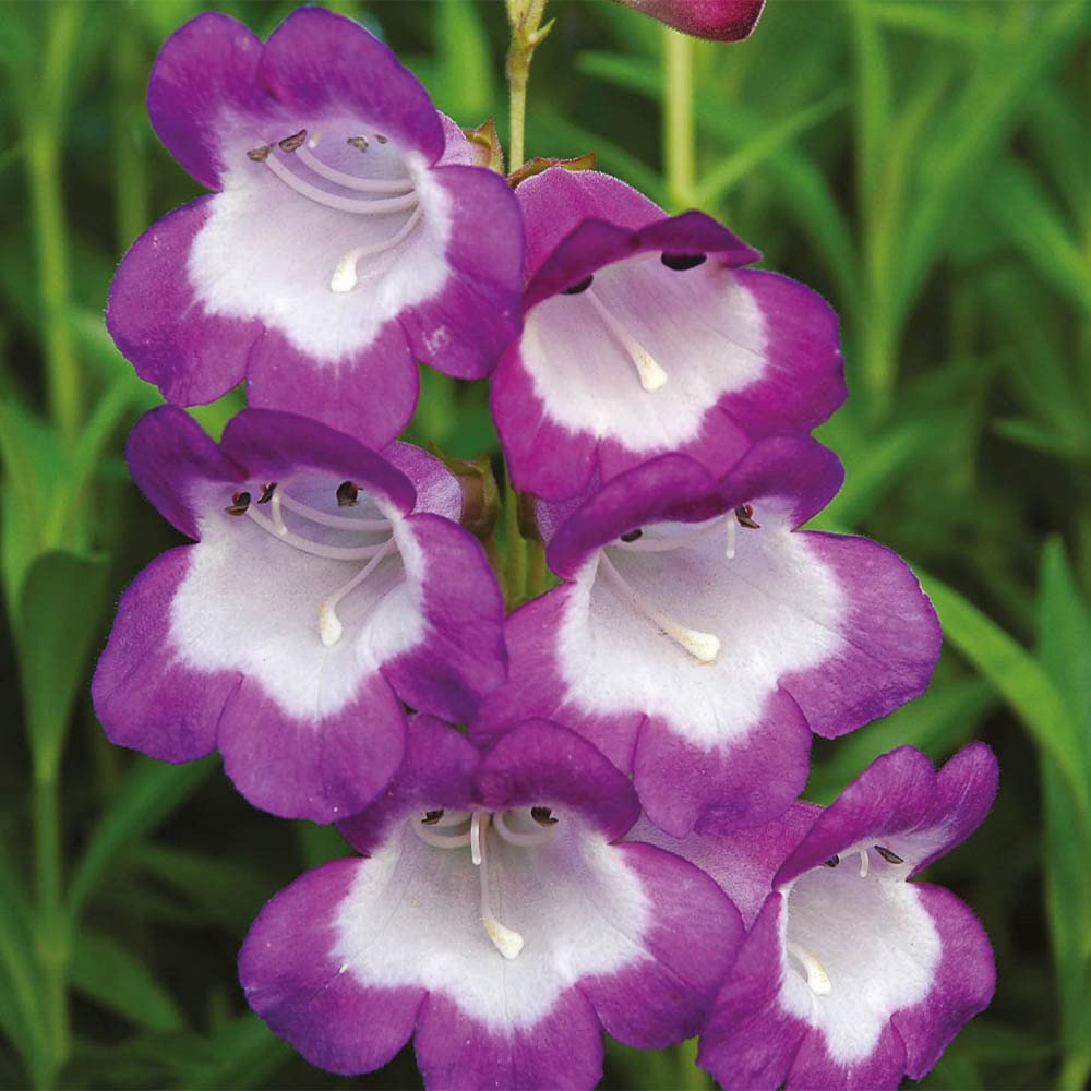 YouGarden Penstemon 'Pensham Czar', 9cm Potted Plant, Rich Purple Blooms, Long-Flowering and Hardy, Ready to Plant
