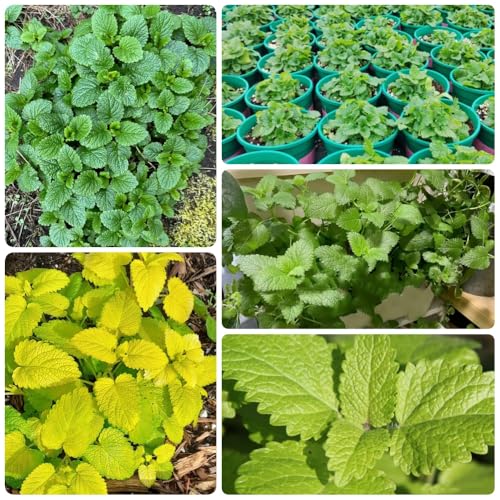 Semi di melissa, sul balcone Melissa officinale, da giardino roccioso resistenti perenni 200pcs