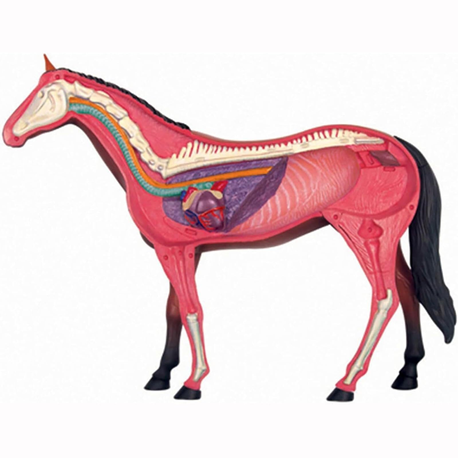 Outils Pédagogiques Modèle Anatomique de Cheval 4D – Échantillon de Squelette Animal Biologie Détachable 26 Pièces pour Clinique Vétérinaire Formation Enseignement Scolaire