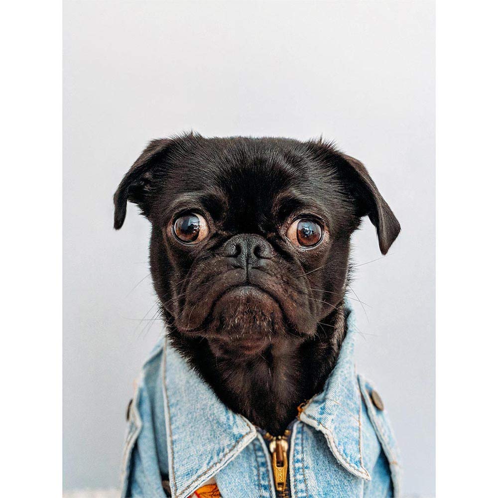 Wee Blue Coo Deluvio Pug Puppy Dog Jacket Art Print Poster Wall Decor 12X16 Inch