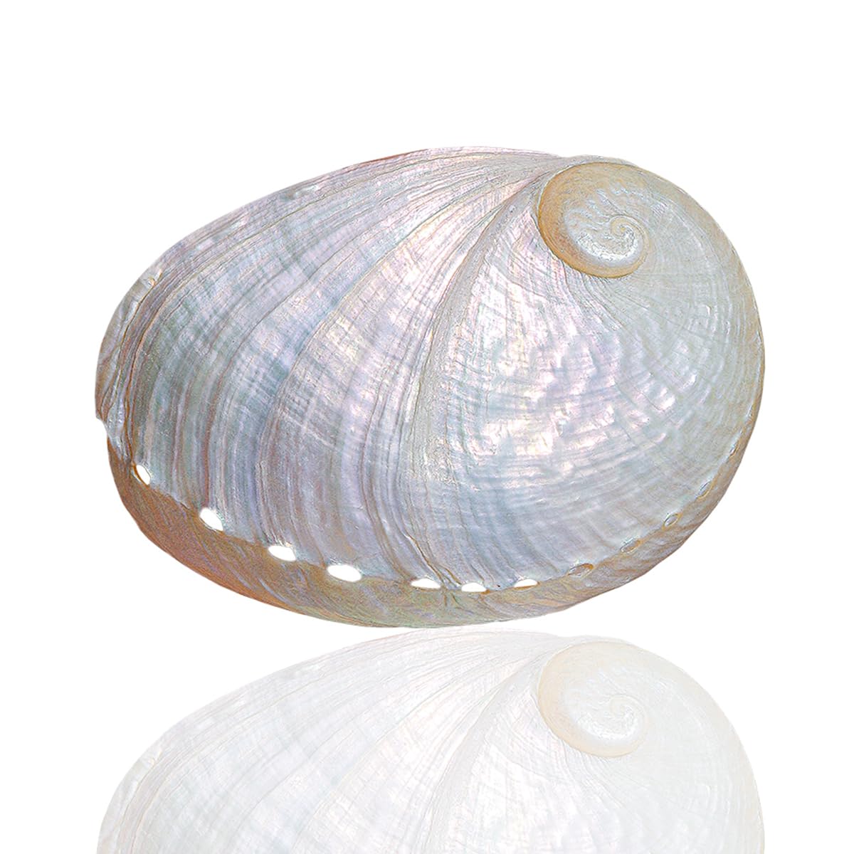 Amazon.co.jp: 天然サザエ殻、海洋貝殻、 1個 大型 ホワイト 天然 希少