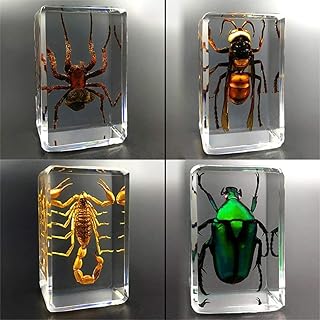 Real Insect Specimen Model, Insect in Resin Animal Taxidermy Collection Paperweights Small Ornaments Kindergarten Teaching Observation Toy, 4Pcs A