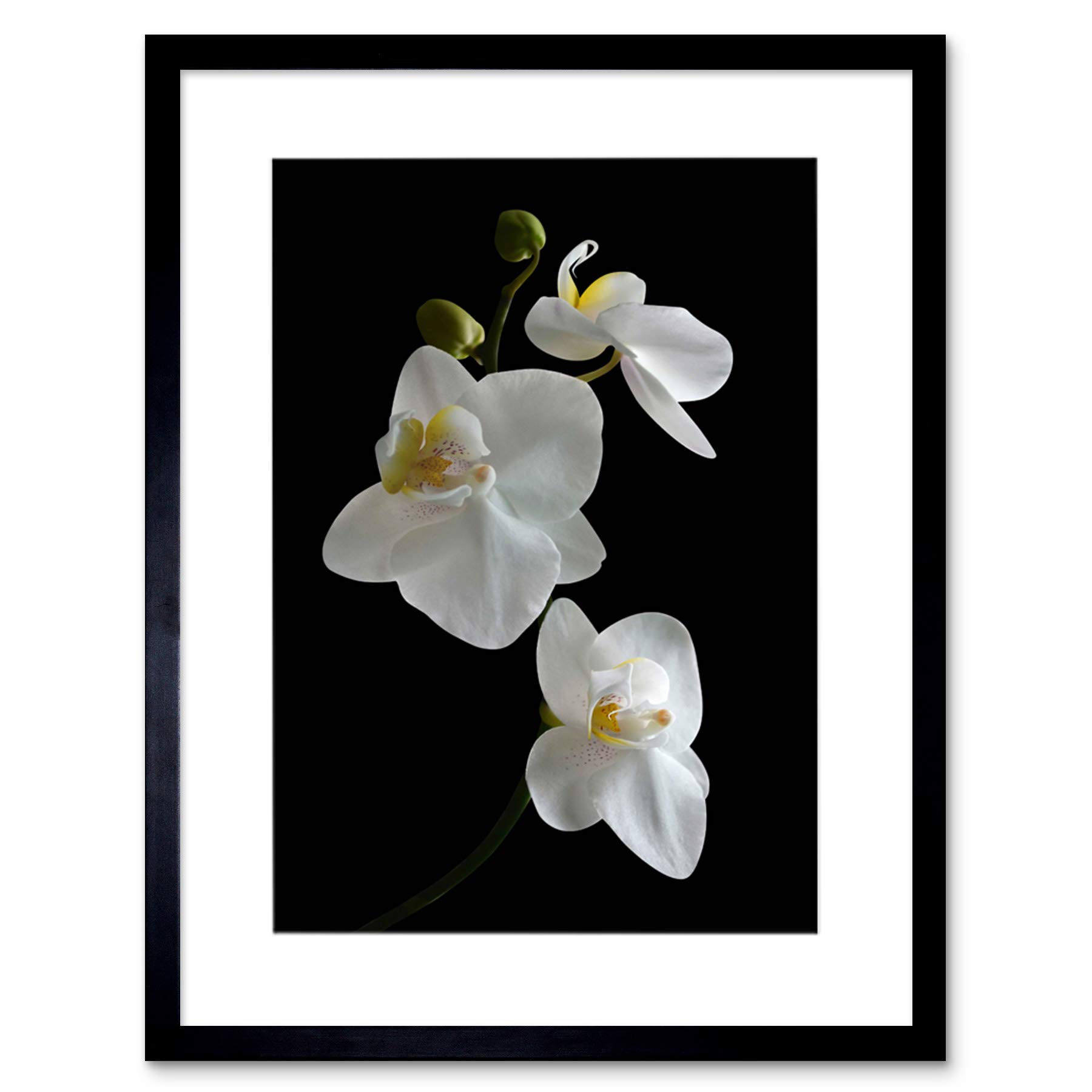 Wee Blue Coo Photo Composition White Flower Petals Close Up Cool Framed Wall Art Print