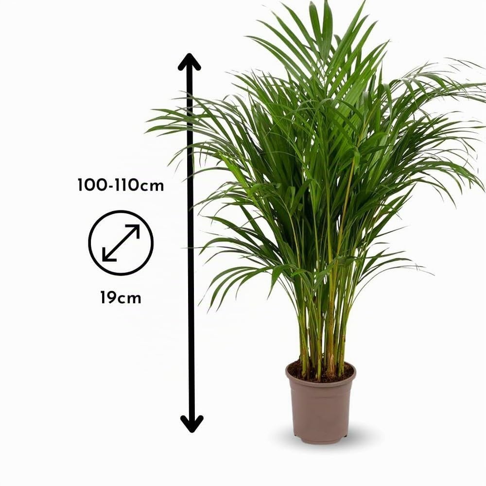 Attitude Jardin - Areca - dypsis lutescens - palmier d'intérieur - 100-110 cm - ⌀ 19 cm - purificateur d'air