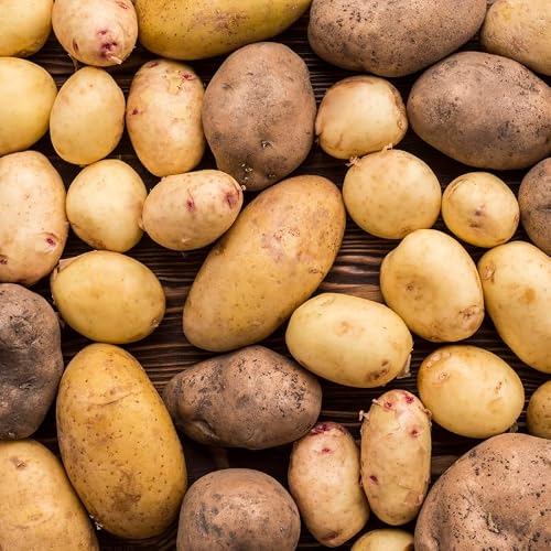 Mixed Seed Potatoes, Potato Seeds, Russet, Yukon Gold, Red Potato Seeds for Planting, About 2 Pound Seed Potatoes, Yukon Gold Seed Potatoes, Seed Potatoes for Planting