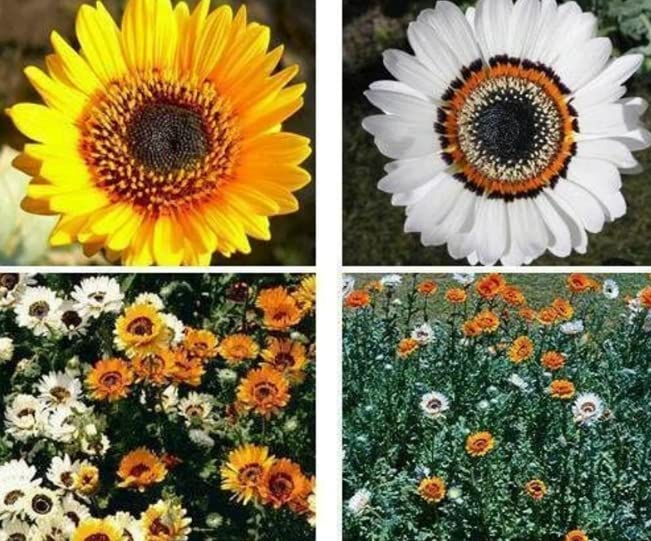 Vinca Art Venidium Flower Seeds Monarch Winter Flower Seeds For