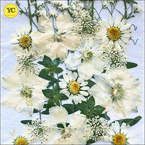 Image of YellowCult Natural Real Dried & Pressed Flowers for Art Craft - Mixed, Multicolor for Soap, Candle, Scrapbooking, DIY, Resin Jewelry, Pendant - [Luxury White 18x13 cm Sheets]