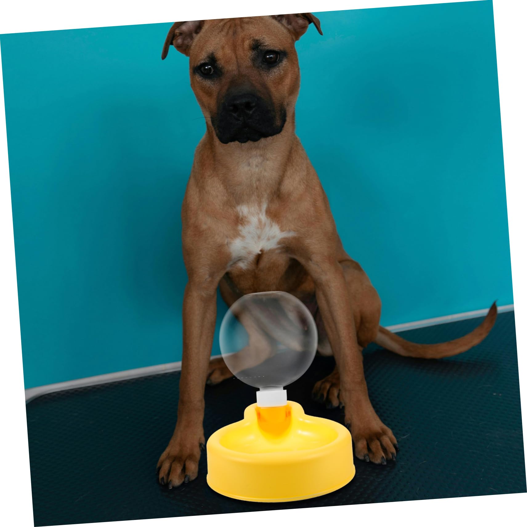 BESPORTBLE 5piezas Botella De Agua para Perros Portátil De Gran Capacidad Bebedero para Mascotas Actividades Al Aire para Caminatas y Paseos Cachorros