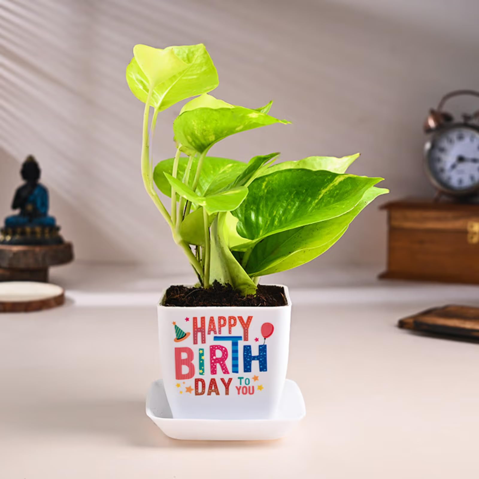 Live Syngonium Plant - Birthday Gift | Same Day Delivery -6