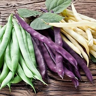 CEMEHA SEEDS - Beans Giant Bush Cluster Mix 40 Days Non GMO Vegetable for Planting