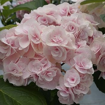 ☆hydrangea☆さま 専用です Amazon.co.jp: Monte Pink Sakamoto Gardening Tatsujin