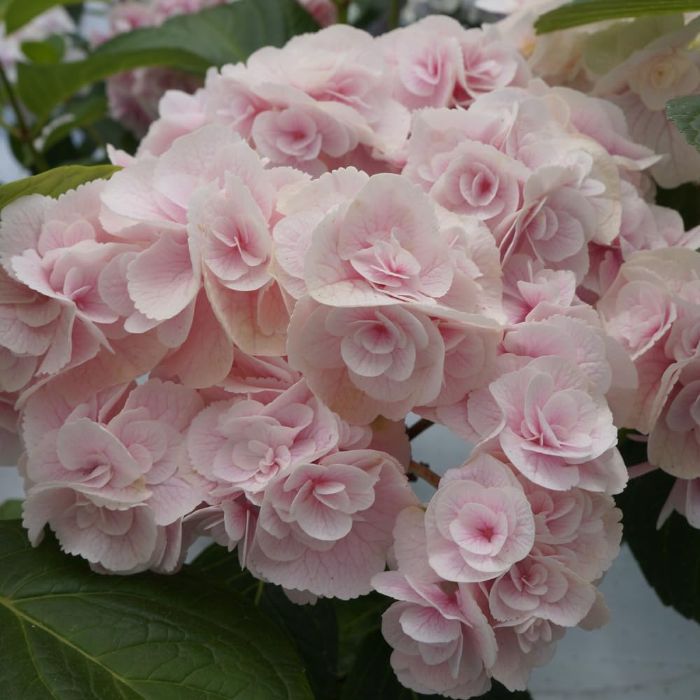 ☆hydrangea☆さま 専用です Amazon.co.jp: Sakamoto Gardening Master Hydrangea Mother's