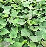 安納芋の苗10本セット