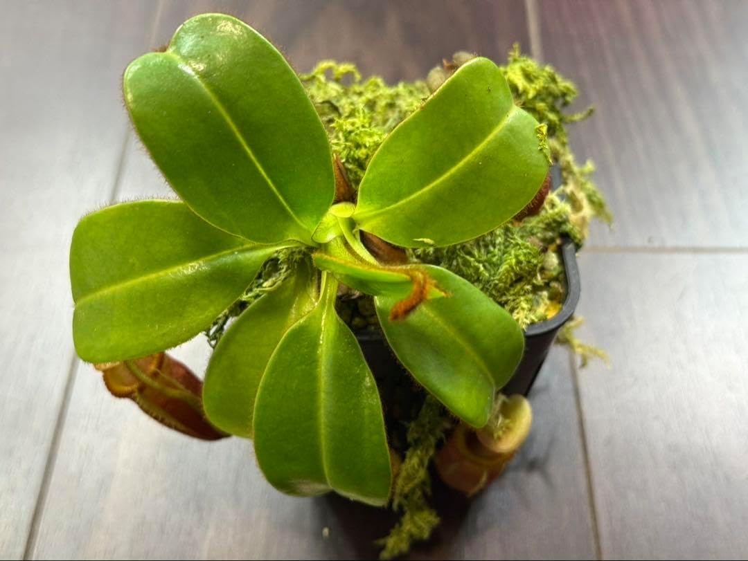 食虫植物N. villosa Kinabalu WP (ネペンテス ビロサ) Nepenthes 食虫植物N. villosa Kinabalu WP (ネペンテス ビロサ) Nepenthes