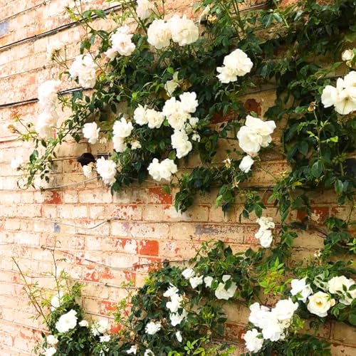 Image of Grafted White Climbing Rose Live Plant with Pot | Hybrid Double Petal Flowering Rose Plant for Home Garden Balcony Terrace | Fragrant Rose Creeper Plant a€ inch Pack of 1