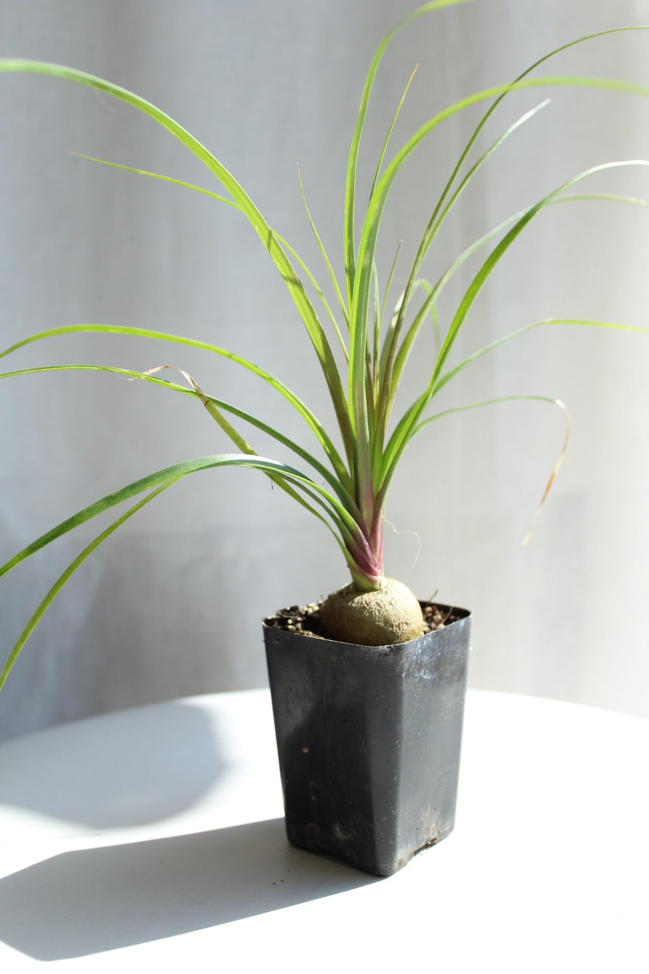 prayer plant flower Maranta 'Prayer Plant' Red – Chicago Plants main image 1