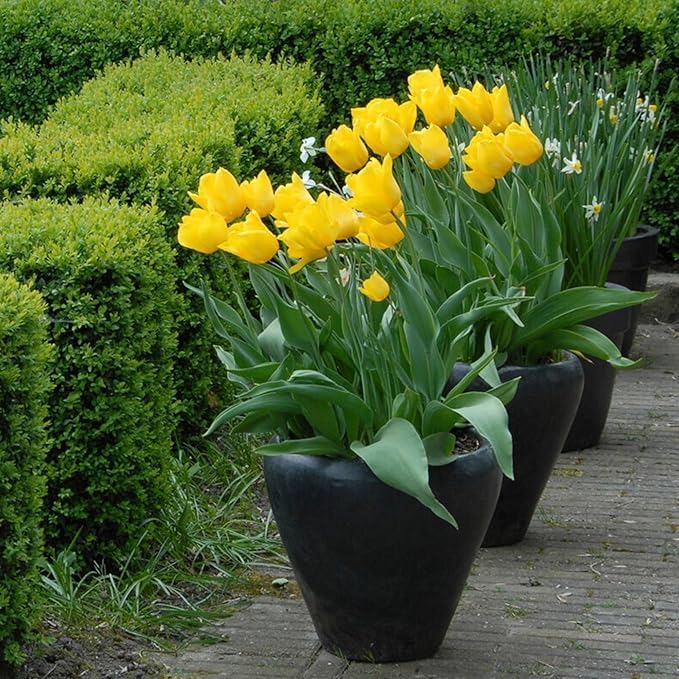 Miniatura 5 de Oferta increíble! Flores gigantes de tulipán amarillo dorado del mundo, 3 bombillas, fácil de cultivar, para plantación de jardín de otoño, perenne,