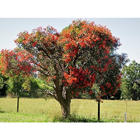 Eucalyptus ficifolia 5 Seeds- Red Flowering Gum Cover