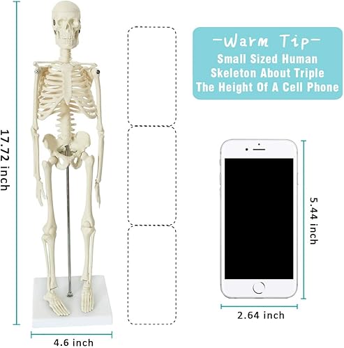 Miniatura 5 de Modelo de cuerpo humano, esqueleto y corazón, el mejor modelo de anatomía, juego de 3 herramientas de estudio manuales de modelo 3D para estudiantes
