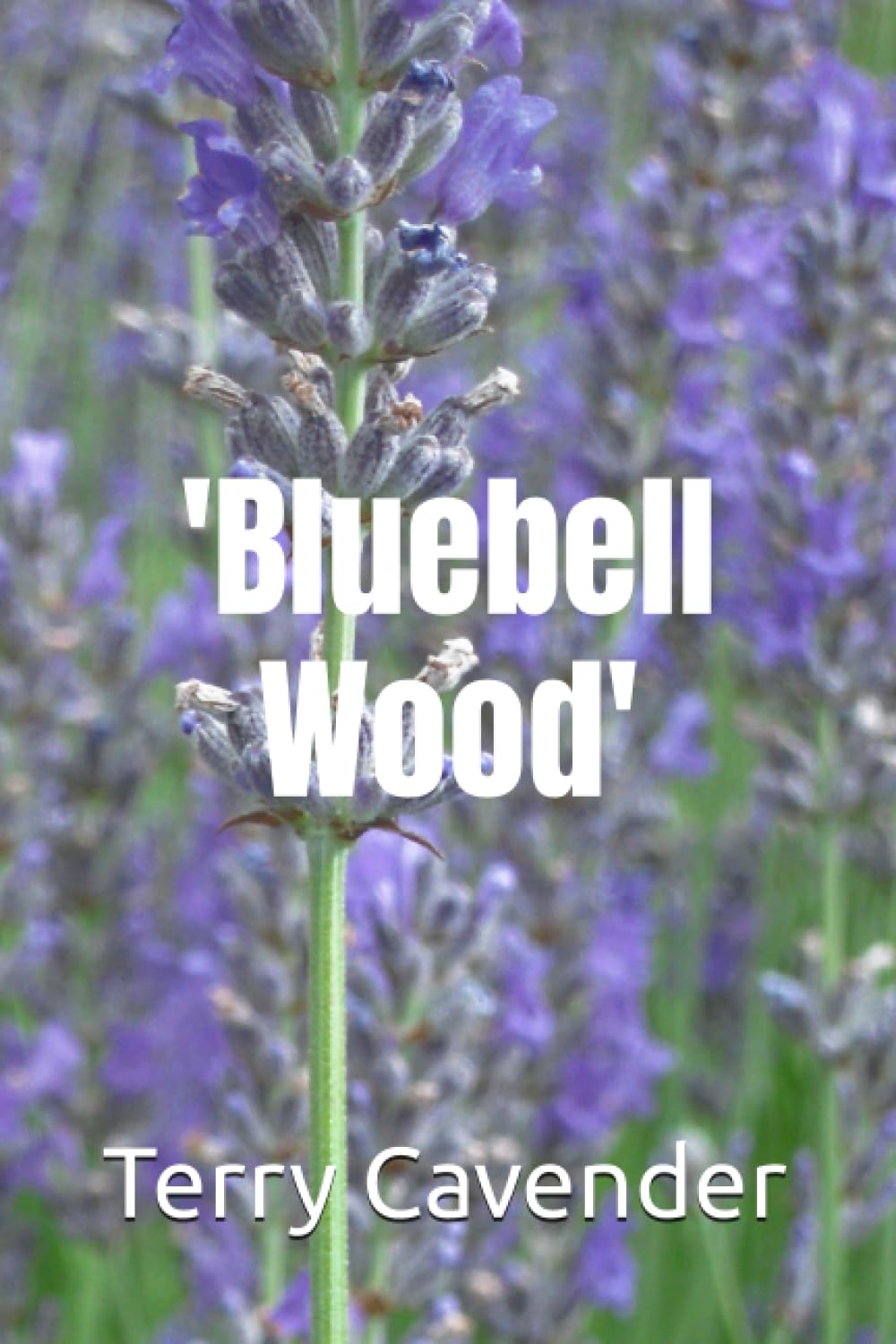 Bluebell Wood