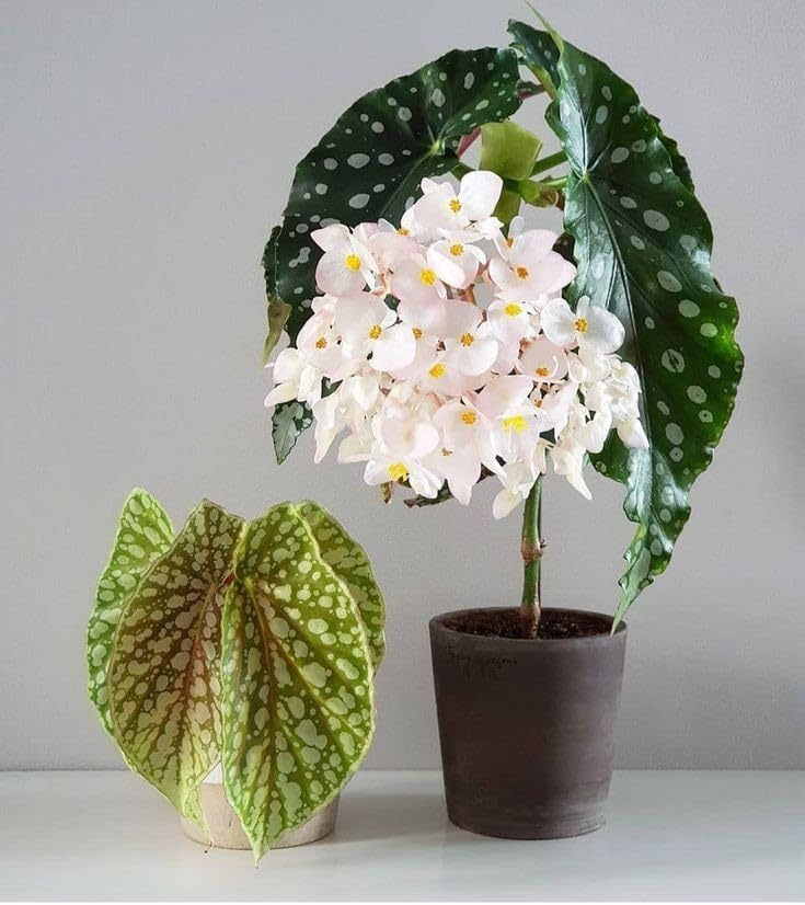 SVG® Imported Drooping Begonia For Your Home & Garden pack of 2 bulbs (WHITE WITH YELLOW CENTER)