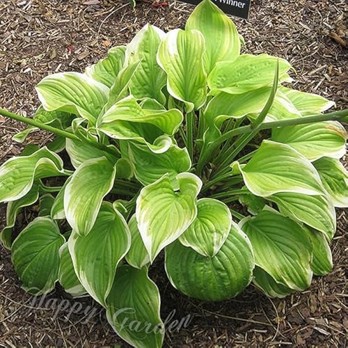 [World Fantasy Garden] 苗 ホスタ 斑入り フレグラントブーケ 1鉢 3.5号ロング 【冬期落葉種 お届け中】 WFG 宿根草 Hosta tar Fragant Bouqet ギボウシ 多年草 夏苗 夏の花 ガーデン 花壇 ガーデニング シェードガーデン 日陰 イングリッシュガーデン