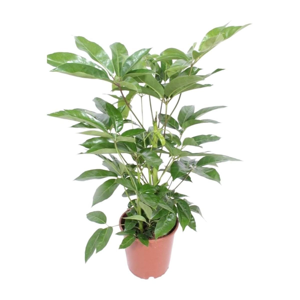 Zimmerpflanze Enthält Blattpflanze, Pflegeleicht, Luftreinigend, Schefflera, Parapluplanze, Für Wohnzimmer Büro Balkon, Grün, Ø24cm 100cm