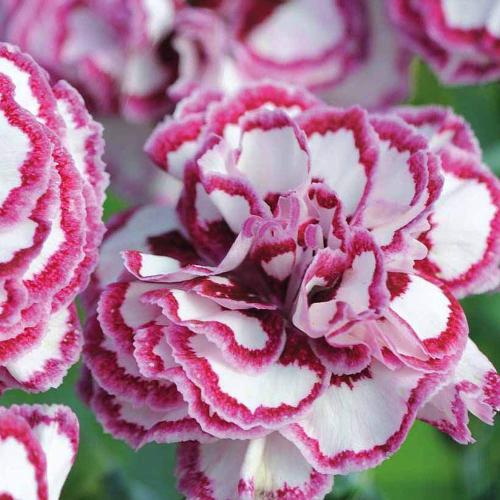 Pinks Carnation Dianthus Gran’s Favourite Hardy Perennial Clove Scented Pink and White Bi-Colour Blooms Easy to Grow Your Own Outdoor Garden Flower Plants 10x Postiplugs By Thompson and Morgan (10)