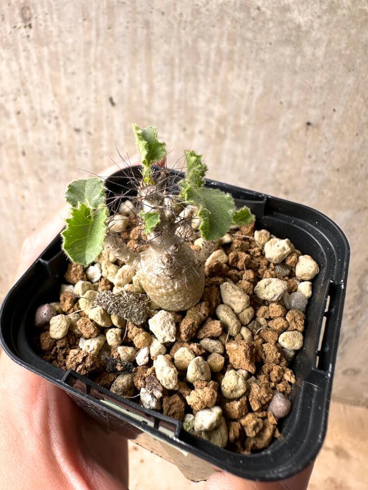 ヤトロファ マルギナータ 特大サイズ 現品限り】ヤトロファ・マルギナータ 特大【AD33】 Jatropha